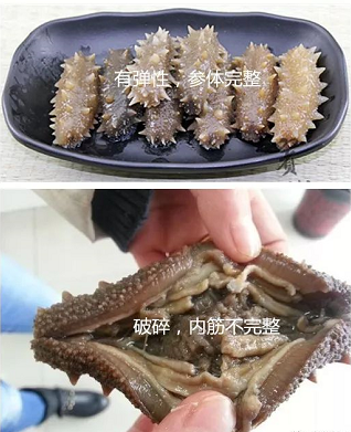 辨别海参 (10).png