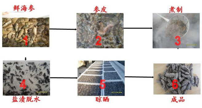 海参行业内幕曝光10分钟成专家【图文】
