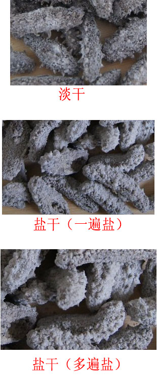 海参行业内幕曝光10分钟成专家【图文】
