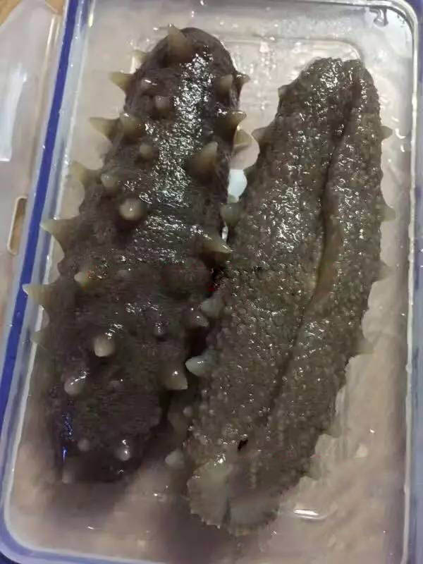 挑选海参要学会看海参底足侧面