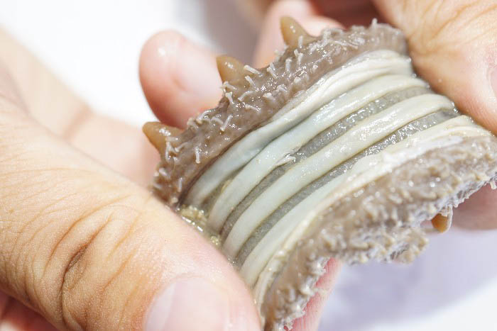 野生海参的参肠参筋较粗，因海底食物多