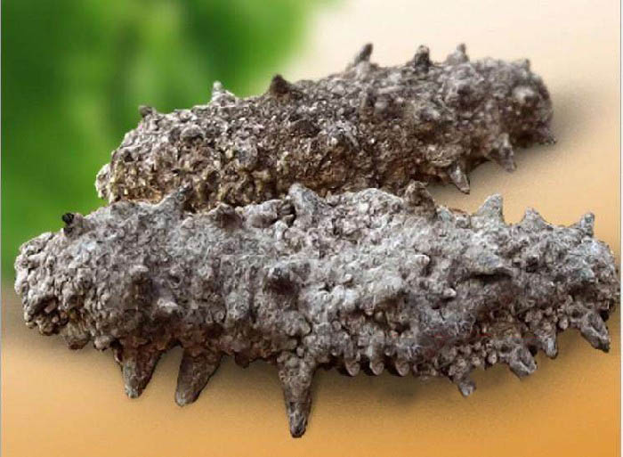 劣质海参易于掰断，并有盐结晶或杂志脱落