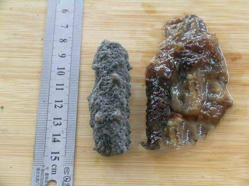 劣质海参不耐煮
