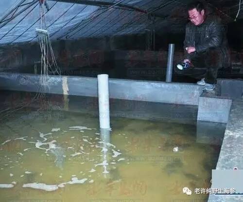 最全面的养殖方式介绍 野生和养殖海参的区别
