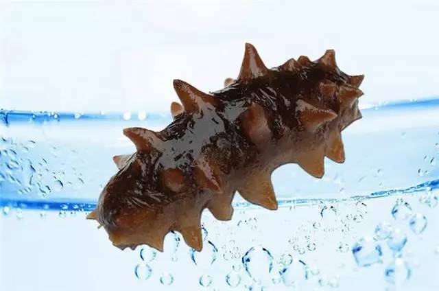 即食海参2.jpg