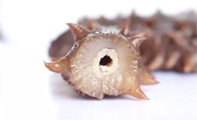 即食海参6.jpg