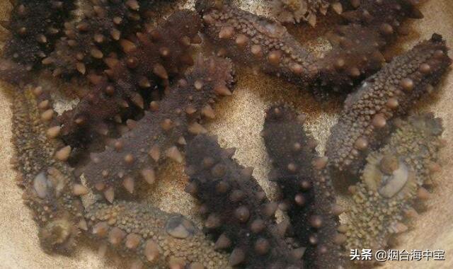 干海参泡发步骤