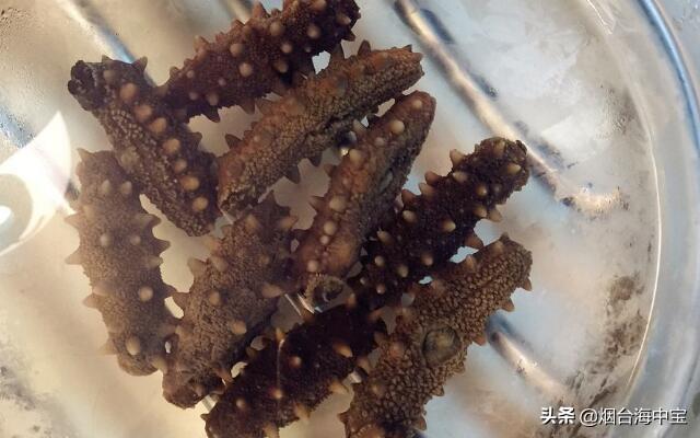 干海参泡发步骤