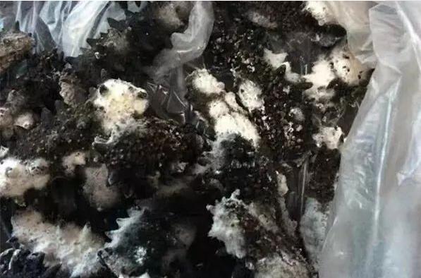 干海参错误的储存方法