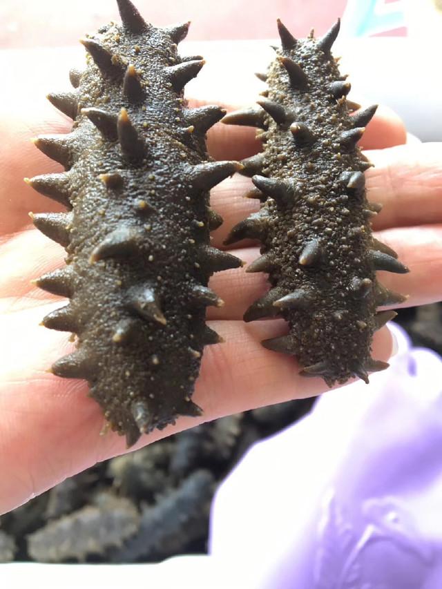 即食海参和干海参哪个好？