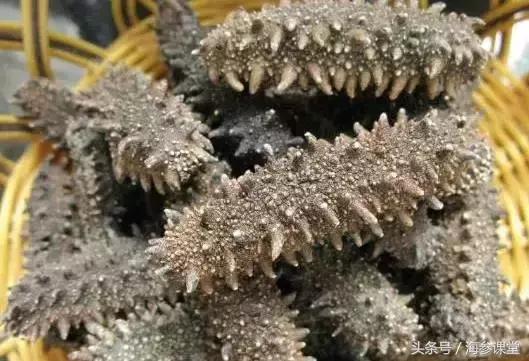 海参知识讲堂：干海参产品的国家标准！