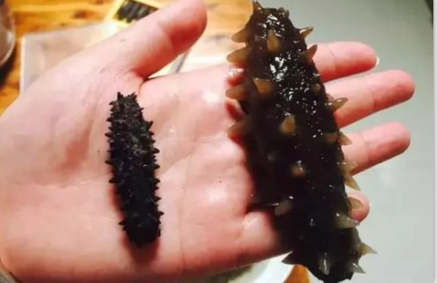为什么要吃干海参而不是鲜海参