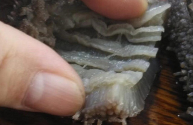 海参怎么挑选？