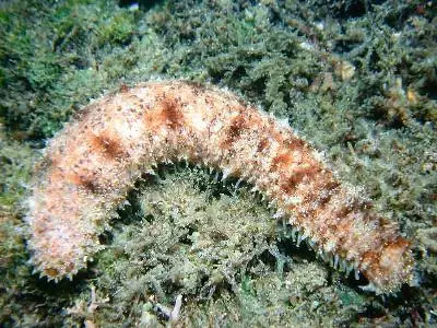 海参不宜生吃的理由