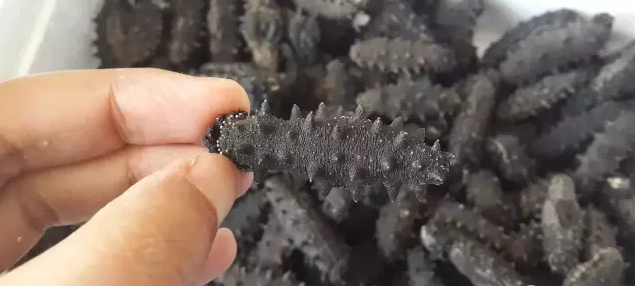 购参苗时应注意的问题