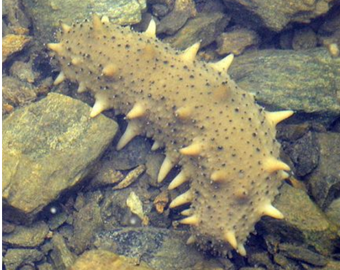 野生海参的生活特性