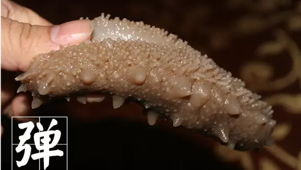 如何鉴别即食海参