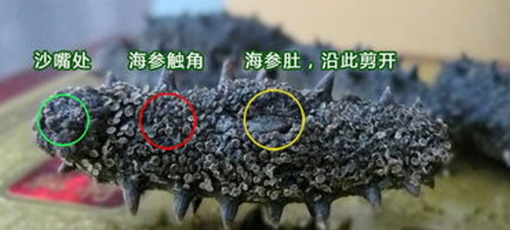 夏季海参市场走红，如何选择海参