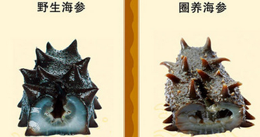 野生海参圈养海参如何辨别