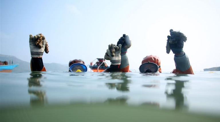 海参的市场价格真相