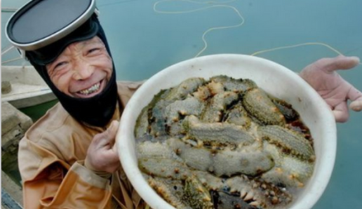 海参价格理性化 飞入寻常百姓家