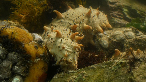 海参价格缘何差异悬殊？消费者选购需要注意哪些方面