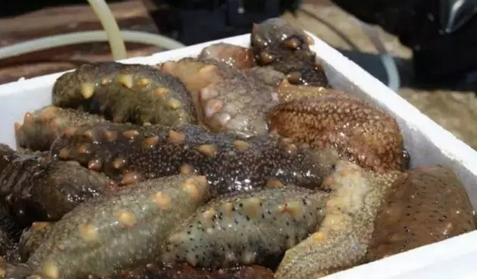 供给收缩,海参价格开始走高
