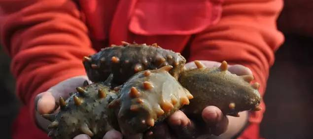 大连底播海参价格同比上涨20%