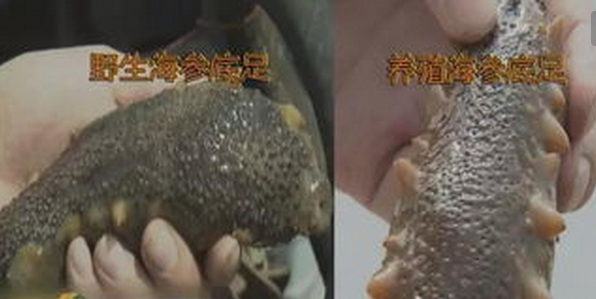 春季海参陆续上市 价格同比略有偏高