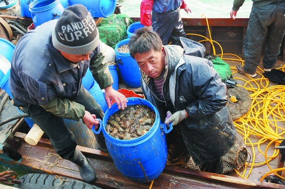 秋季养殖海参价格下降 拉动海参消费人群大众化