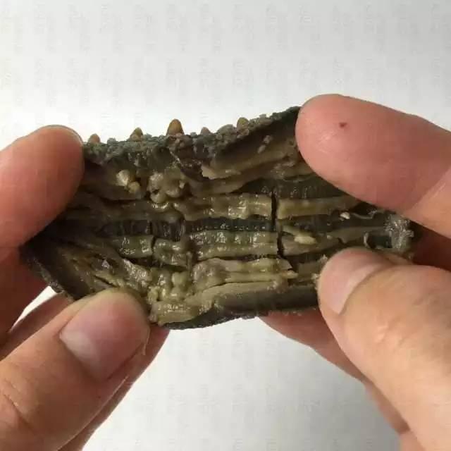 介绍海参的六种做法，附干海参泡发的详细步骤