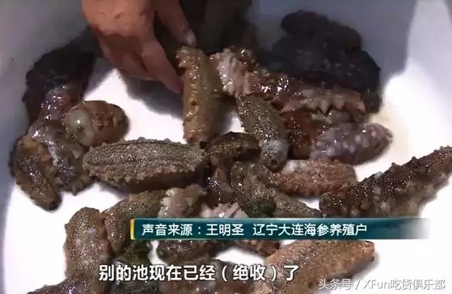 海参最新做法，直接收获海参汤！