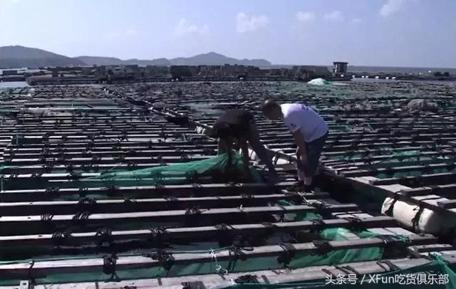 海参最新做法，直接收获海参汤！