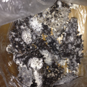 还在这样做？海参发霉丢掉太可惜了！