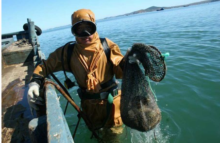 海参继续升温 养殖类海鲜上市量增大