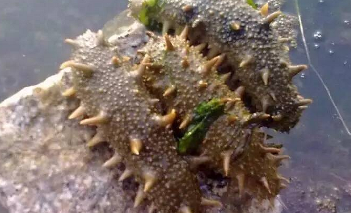 新鲜海参的特点是什么