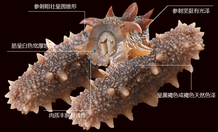 哪里的海参最好