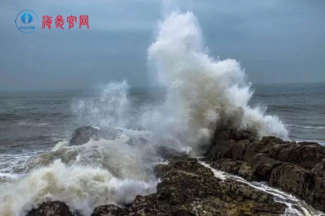 台风“利奇马”过后，海参养殖受影响，价格或再迎上涨