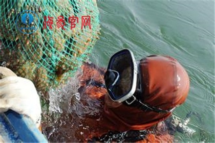 5招就能简单看出野生海参与人工养殖海参的方法！