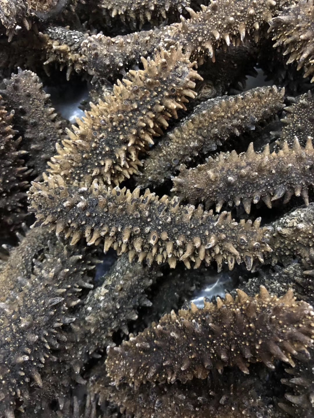 海参是刺多的好还是刺少的好？野生海参和养殖海参在刺型好有啥区别？